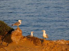 gaviotas de plumaje ligero típicas de la costa brava catalana, mediterráneo, españa. foto