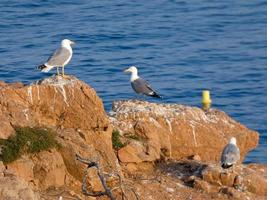 gaviotas de plumaje ligero típicas de la costa brava catalana, mediterráneo, españa. foto