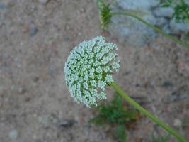 flower on the mediterranean coast on the costa brava photo