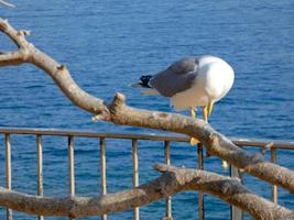 Seagulls over the blue mediterranean sea on the catalan costa brava photo