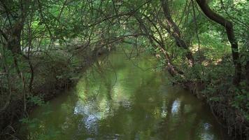 rio calmo e calmo fluindo entre vegetação exuberante e verde. video