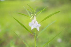 primer plano de sésamo de flor blanca orgánica con hoja verde en el campo en verano. crecimiento de plantas vegetales de hierbas en el jardín para un uso alimentario saludable. pancarta con fondo foto