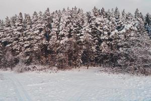 Beautiful pine tree, picturesque winter landscape, aerial view. photo