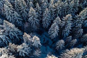 Aerial forest view in cold season photo