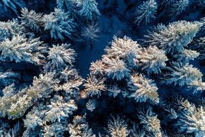 Aerial forest view in cold season photo