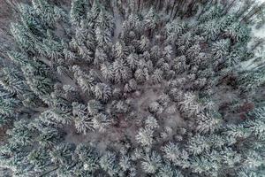 Beautiful scenic winter forest with snow-covered trees, aerial view. photo