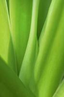 blurry leaves nature of summer green leaves natural green leaf plant used as wallpaper background photo