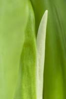 hojas borrosas naturaleza de verano hojas verdes planta de hoja verde natural utilizada como fondo de pantalla foto