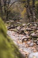 Tree roots with fallen autumn leaves photo