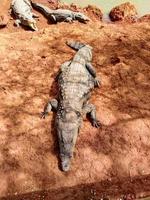 Crocodiles by the river in Senegal photo