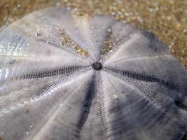 dólar de arena en la playa foto