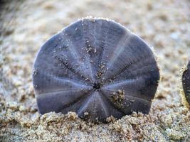 Seashell on the beach photo