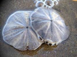 Seashell on the beach photo