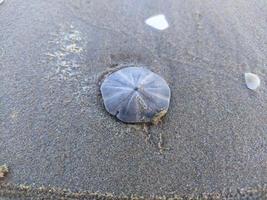 dólar de arena en la playa foto