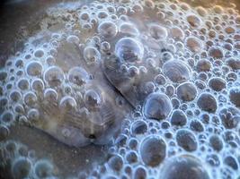 Sand dollar on the beach photo