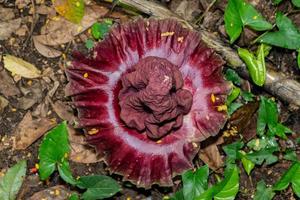 titan arum flores que crecen en la naturaleza foto