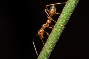 Macro photo of red ants on tree trunk