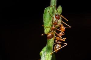 Macro photo of red ants on tree trunk