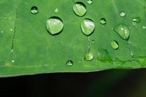 Macro photo of water drops on taro leaves