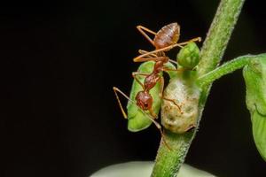 Macro photo of red ants on tree trunk