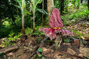 titan arum flores que crecen en la naturaleza foto