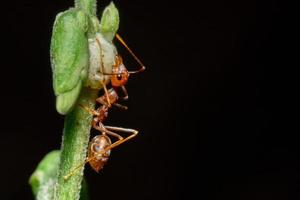 Macro photo of red ants on tree trunk