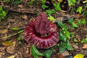 titan arum flores que crecen en la naturaleza foto