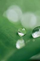 Macro photo of water drops on taro leaves