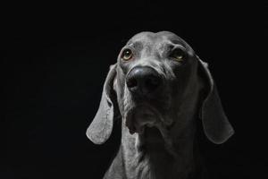 cara de perro weimaraner foto