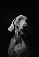 Weimaraner Dog Face photo