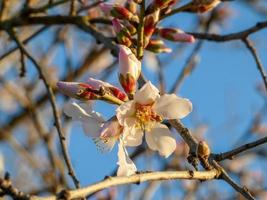 Almond Blossom Flowers photo