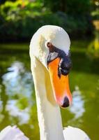 White Cygnus Close Up Photography photo