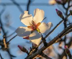 flores de almendro foto