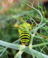 Macaon or King Butterfly photo