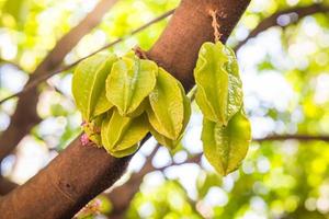 Vivid star apple fruit on tree is famous in thailand. Select focus photo