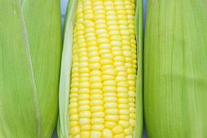 Closeup fresh corn on cobs. corn background photo