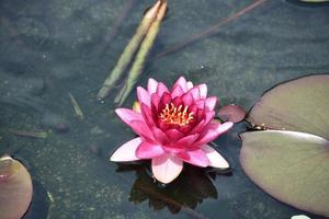 Beautiful Pink Flowering Water Lily Blooming in Shallows photo