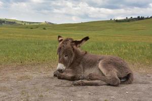 burro bebé peludo durmiendo al sol foto