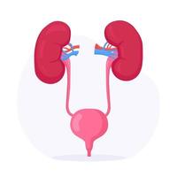 riñones y vejiga. órgano interno humano. sistema urogenital. infección del tracto urinario. nefrología, urología. endoscopia renal, nefrectomía parcial vector