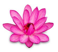 flor de loto rosa aislada en blanco con trazado de recorte foto