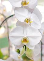 White phalaenopsis orchid flower photo