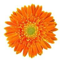 orange gerbera flower isolated on white with clipping path photo