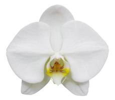 flor de orquídea phalaenopsis blanca aislada en blanco con trazado de recorte foto