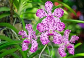 Pink mokara orchid flower photo