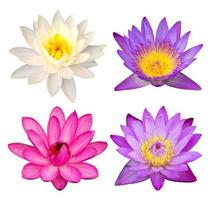 set of lotus flower isolated on white with clipping path photo