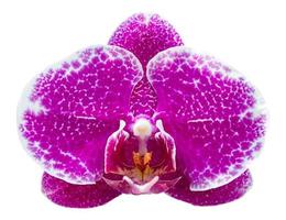 purple phalaenopsis orchid flower isolated on white with clipping path photo