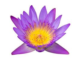 Purple lotus flower isolated on white with clipping path photo