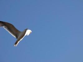 Light-plumaged gulls typical of the Catalan Costa Brava, Mediterranean, Spain. photo