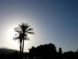 Backlit tropical palm trees against a sky background photo