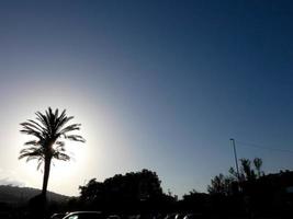 Backlit tropical palm trees against a sky background photo